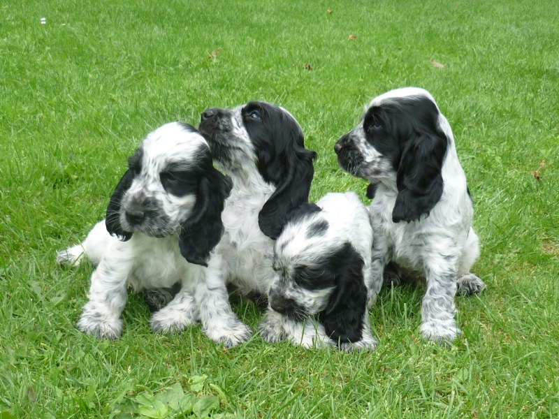 35-Flip, Fant, Fanny, Fred.JPG